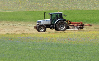 Agricultural activities in Castelluccio