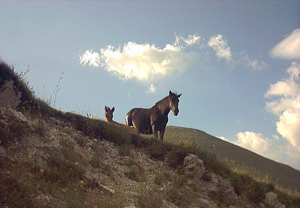 Cavalli a Castelluccio
