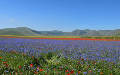 Espetáculo da natureza: os tapetes floridos de Castelluccio di Norcia