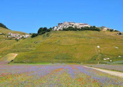 Flowering of Castelluccio 2018