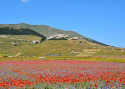 Flowering of Castelluccio 2018