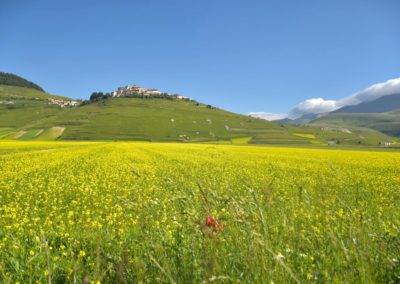 2018 Flowering of Castelluccio