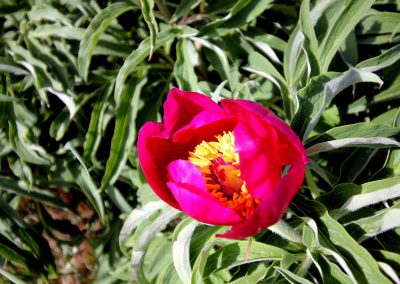 fioritura-spontanea-26-05-22-3