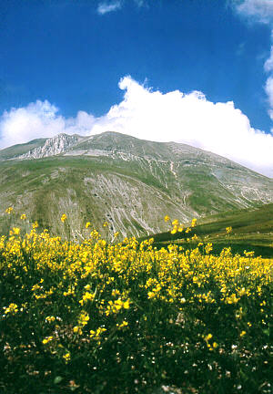 Fiori e Monte Vettore